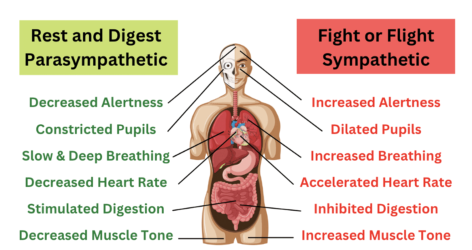 The Fight Or Flight Response Carlin Chiropractic